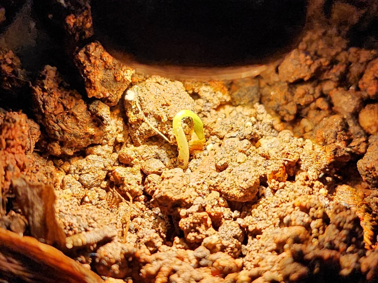 Newly sprouted seedling